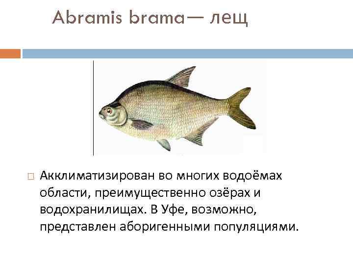 Характеристика рыбки по плану