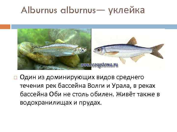 Alburnus alburnus— уклейка Один из доминирующих видов среднего течения рек бассейна Волги и Урала,