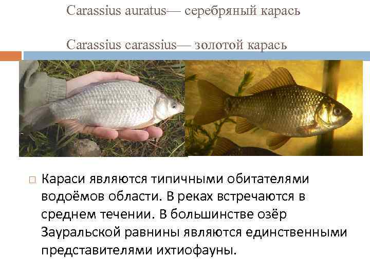 Carassius auratus— серебряный карась Carassius carassius— золотой карась Караси являются типичными обитателями водоёмов области.