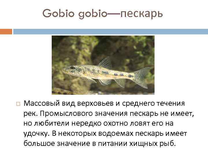 Промысловое значение каких морей особенно велико почему