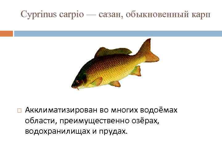 Cyprinus carpio — сазан, обыкновенный карп Акклиматизирован во многих водоёмах области, преимущественно озёрах, водохранилищах