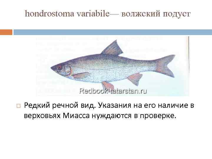 hondrostoma variabile— волжский подуст Редкий речной вид. Указания на его наличие в верховьях Миасса