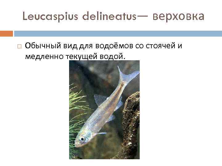 Leucaspius delineatus— верховка Обычный вид для водоёмов со стоячей и медленно текущей водой. 