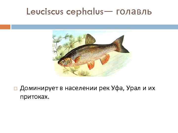 Leuciscus cephalus— голавль Доминирует в населении рек Уфа, Урал и их притоках. 