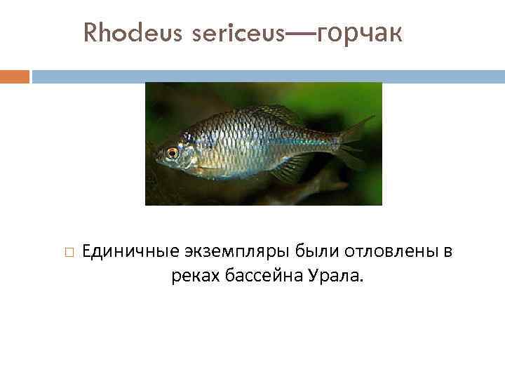 Rhodeus sericeus—горчак Единичные экземпляры были отловлены в реках бассейна Урала. 