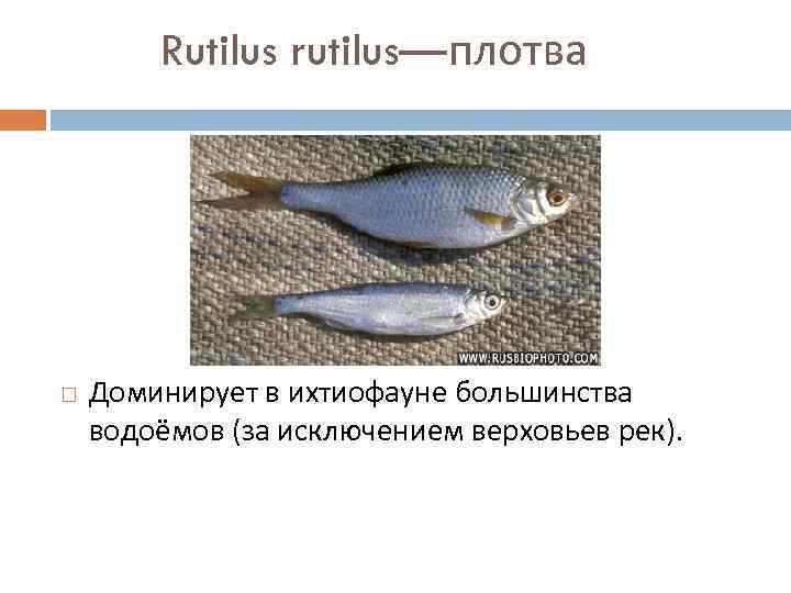 Rutilus rutilus—плотва Доминирует в ихтиофауне большинства водоёмов (за исключением верховьев рек). 