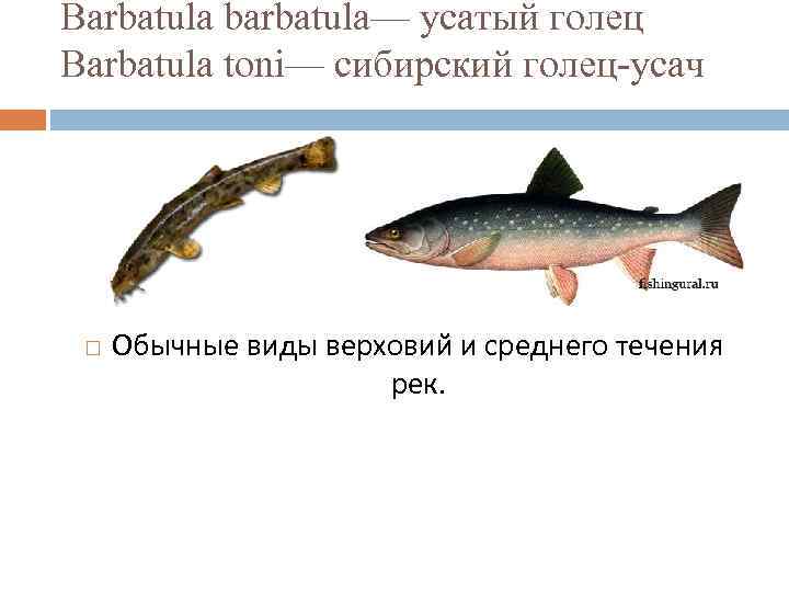 Рыба голец усатый фото и описание