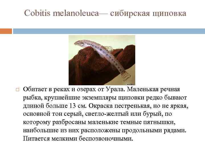 Cobitis melanoleuca— сибирская щиповка Обитает в реках и озерах от Урала. Маленькая речная рыбка,