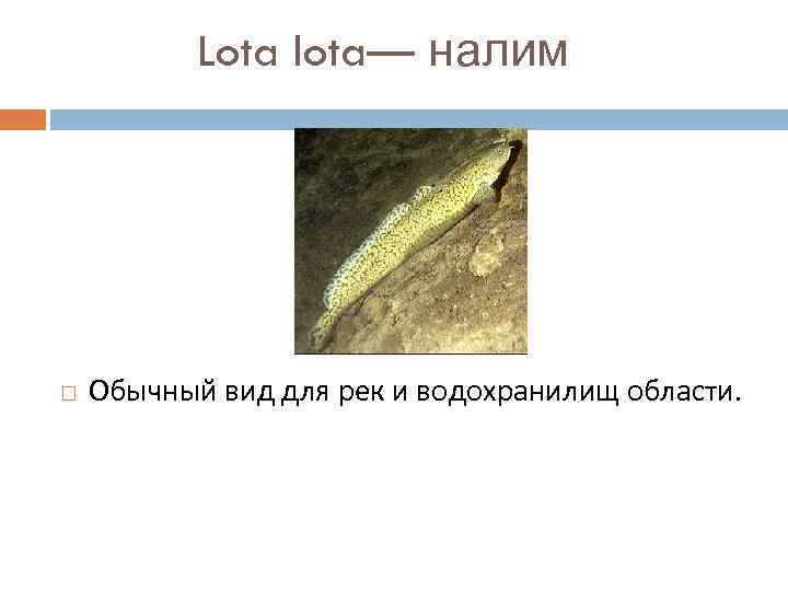 Lota lota— налим Обычный вид для рек и водохранилищ области. 