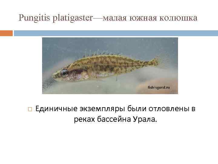 Pungitis platigaster—малая южная колюшка Единичные экземпляры были отловлены в реках бассейна Урала. 