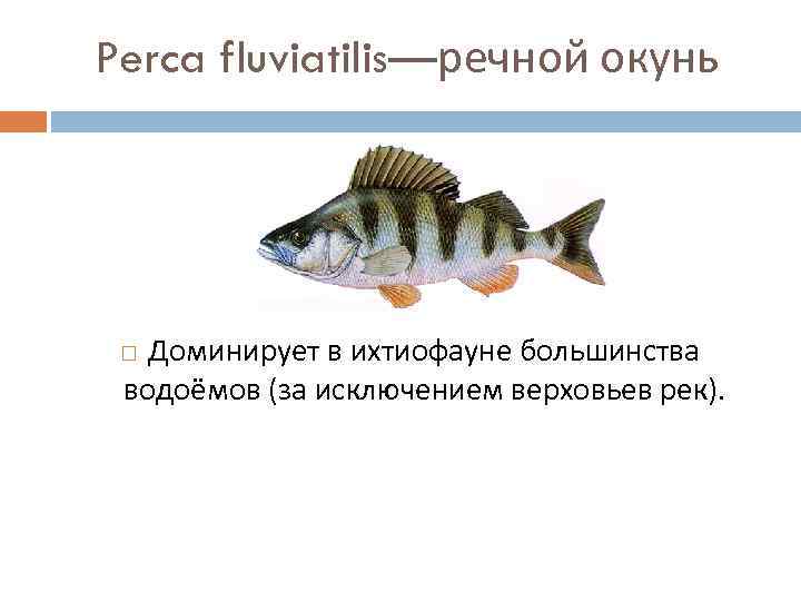 Perca fluviatilis—речной окунь Доминирует в ихтиофауне большинства водоёмов (за исключением верховьев рек). 