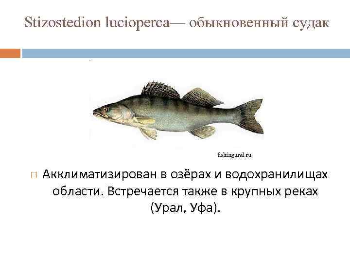 Stizostedion lucioperca— обыкновенный судак Акклиматизирован в озёрах и водохранилищах области. Встречается также в крупных