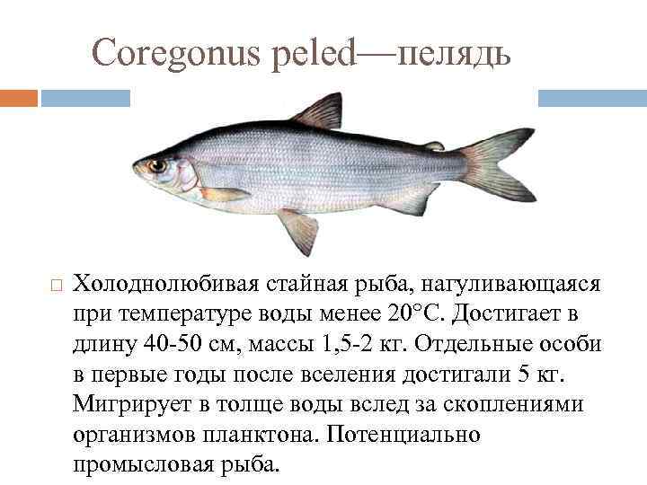 Coregonus peled—пелядь Холоднолюбивая стайная рыба, нагуливающаяся при температуре воды менее 20°C. Достигает в длину