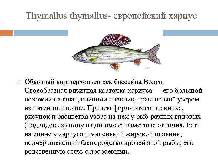 Thymallus thymallus- европейский хариус Обычный вид верховьев рек бассейна Волги. Своеобразная визитная карточка хариуса