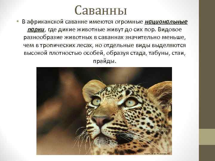 Саванны • В африканской саванне имеются огромные национальные парки, где дикие животные живут до