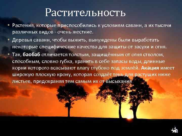 Растительность • Растения, которые приспособились к условиям саванн, а их тысячи различных видов -