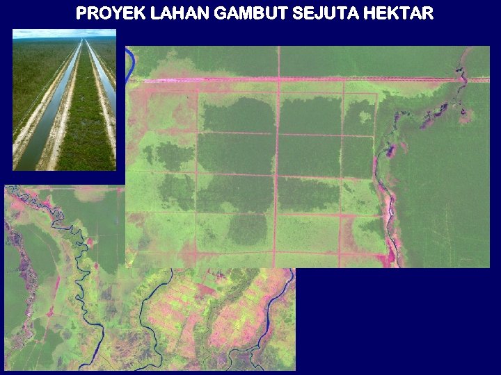 PROYEK LAHAN GAMBUT SEJUTA HEKTAR 