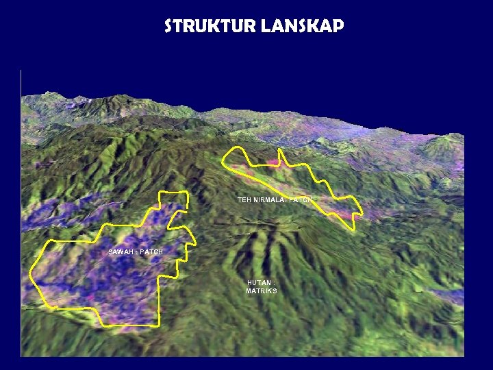 STRUKTUR LANSKAP TEH NIRMALA: PATCH SAWAH : PATCH HUTAN : MATRIKS 