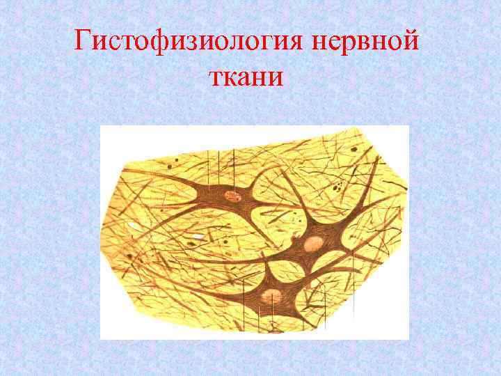 3 нервная ткань. Физиологические особенности нервной ткани. Гистофизиология это. Как выглядит нервная ткань. Гистофизиология нервной системы.