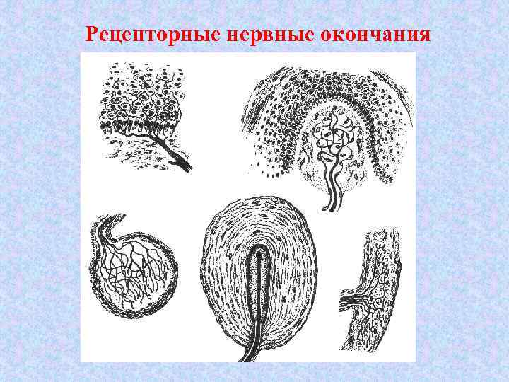 Рецепторные нервные окончания 