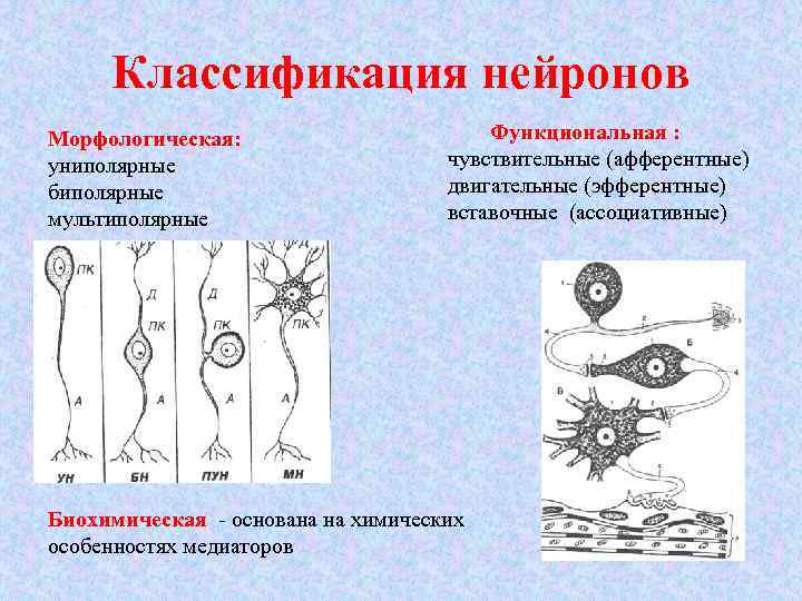 Схема классификация нейронов