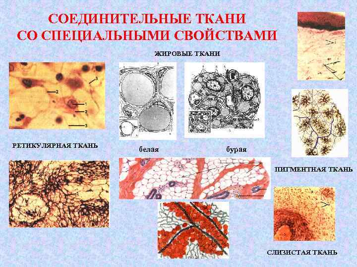 Слизистая ткань