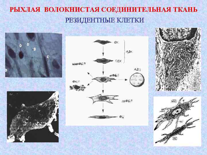 РЫХЛАЯ ВОЛОКНИСТАЯ СОЕДИНИТЕЛЬНАЯ ТКАНЬ РЕЗИДЕНТНЫЕ КЛЕТКИ 