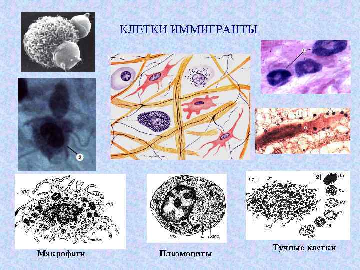 Макрофаги в тканях. Макрофаги клетки соединительной ткани. Макрофаги гистология. Тучная клетки гистология ткани. Макрофаг гистиоцит гистология.