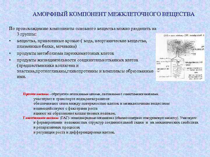 АМОРФНЫЙ КОМПОНЕНТ МЕЖКЛЕТОЧНОГО ВЕЩЕСТВА По происхождению компоненты основного вещества можно разделить на 3 группы: