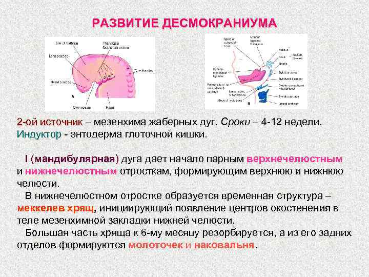 РАЗВИТИЕ ДЕСМОКРАНИУМА 2 -ой источник – мезенхима жаберных дуг. Сроки – 4 -12 недели.