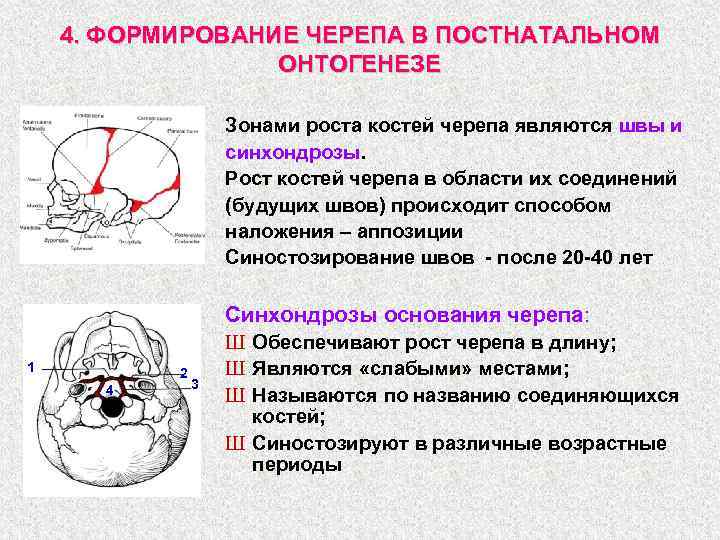 Развитие мозгового и лицевого черепа. Формирование швов черепа. Развитие черепа в постнатальном онтогенезе. Швы и синхондрозы черепа. Синхондрозы костей черепа.