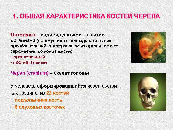 1. ОБЩАЯ ХАРАКТЕРИСТИКА КОСТЕЙ ЧЕРЕПА Онтогенез – индивидуальное развитие организма (совокупность последовательных преобразований, претерпеваемых