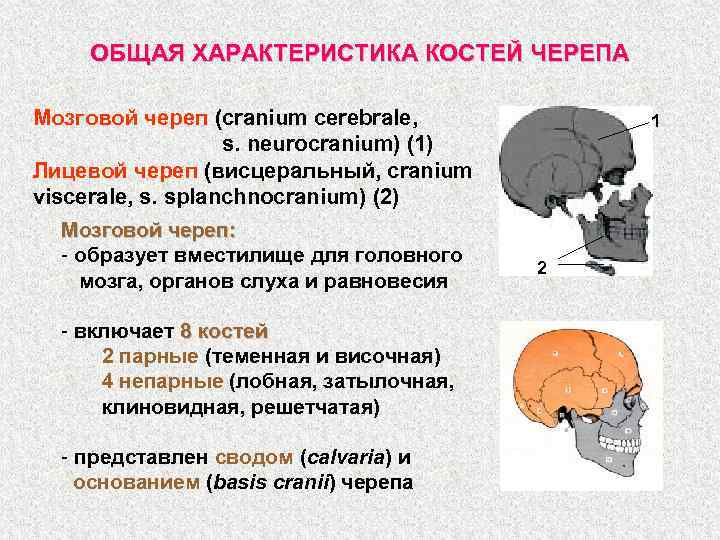 Соединение костей мозгового отдела черепа