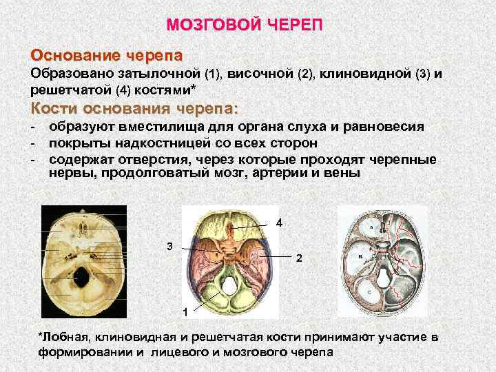 Основание костей. Основание мозгового черепа. Основание черепа образовано. Череп основание головного мозга. Кости основания мозгового черепа.