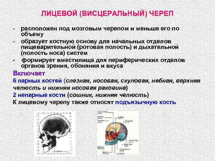 Развитие черепа в онтогенезе. Строение висцерального черепа. Кости висцерального отдела черепа. Лицевой висцеральный отдел черепа. Мозговой и висцеральный череп.