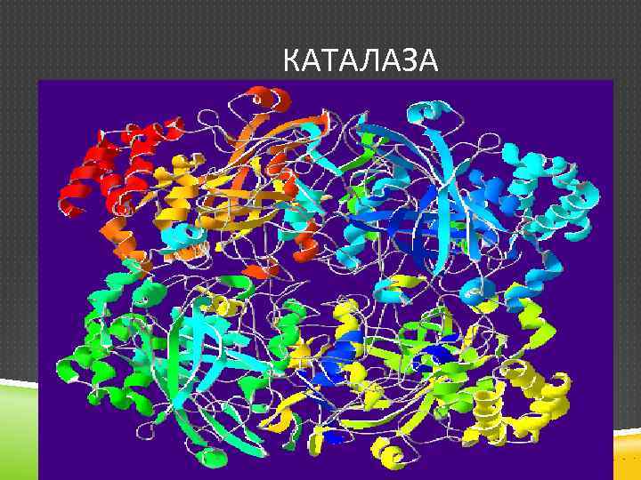 КАТАЛАЗА 