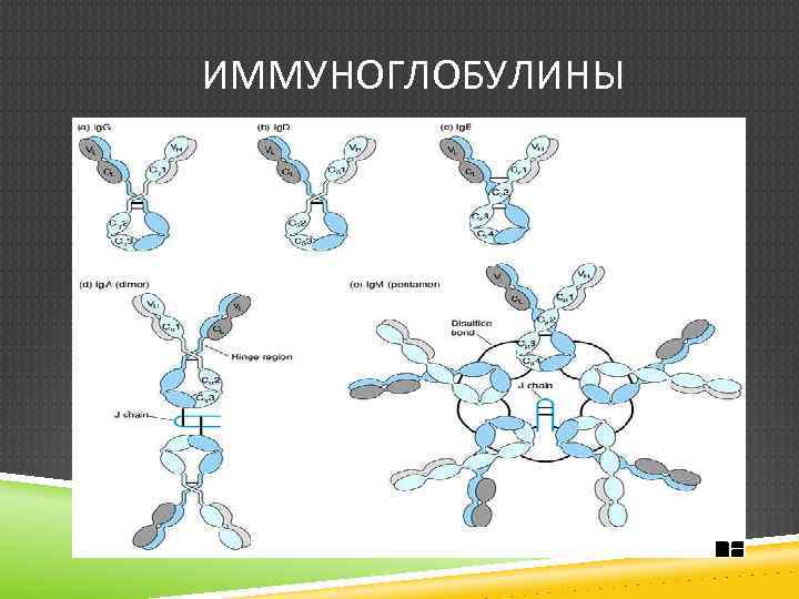 ИММУНОГЛОБУЛИНЫ 