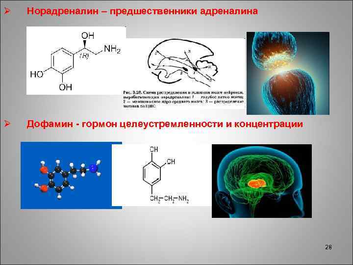 Ø Норадреналин – предшественники адреналина Ø Дофамин - гормон целеустремленности и концентрации 28 