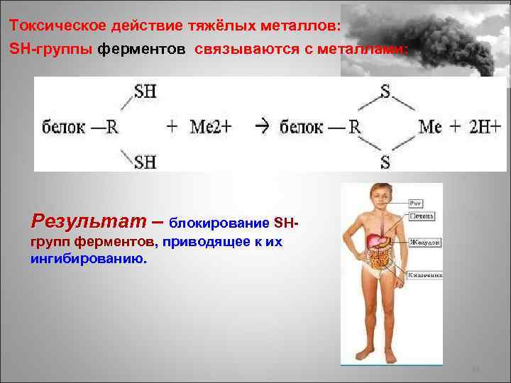 Токсическое действие тяжёлых металлов: SH-группы ферментов cвязываются с металлами: Результат – блокирование SHгрупп ферментов,