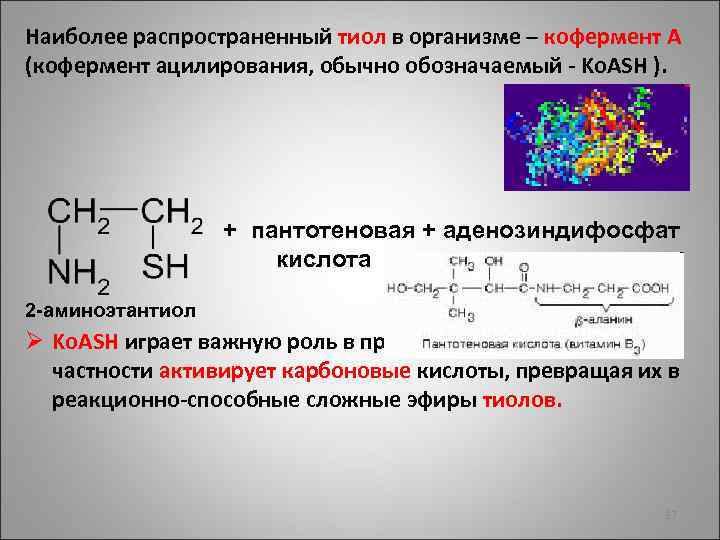 Наиболее распространенный тиол в организме – кофермент А (кофермент ацилирования, обычно обозначаемый - Ko.