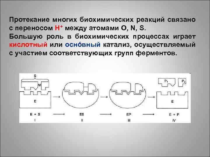 Протекание многих биохимических реакций связано с переносом H+ между атомами O, N, S. Большую