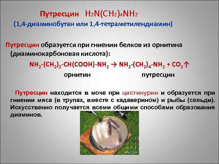 Путресцин H 2 N(CH 2)4 NH 2 (1, 4 -диаминобутан или 1, 4 -тетраметилендиамин)