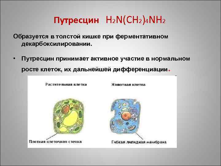 Путресцин H 2 N(CH 2)4 NH 2 Образуется в толстой кишке при ферментативном декарбоксилировании.