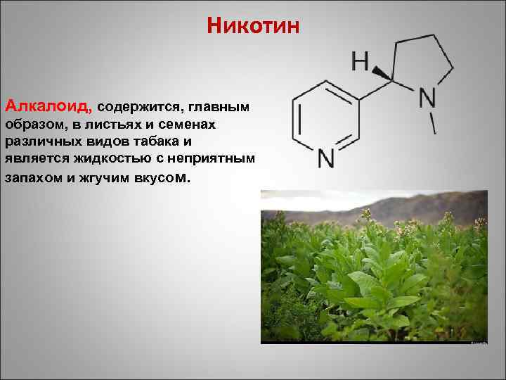 Никотин Алкалоид, содержится, главным образом, в листьях и семенах различных видов табака и является