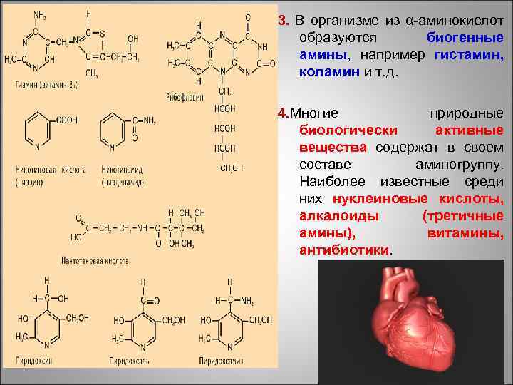 3. В организме из α-аминокислот образуются биогенные амины, например гистамин, коламин и т. д.