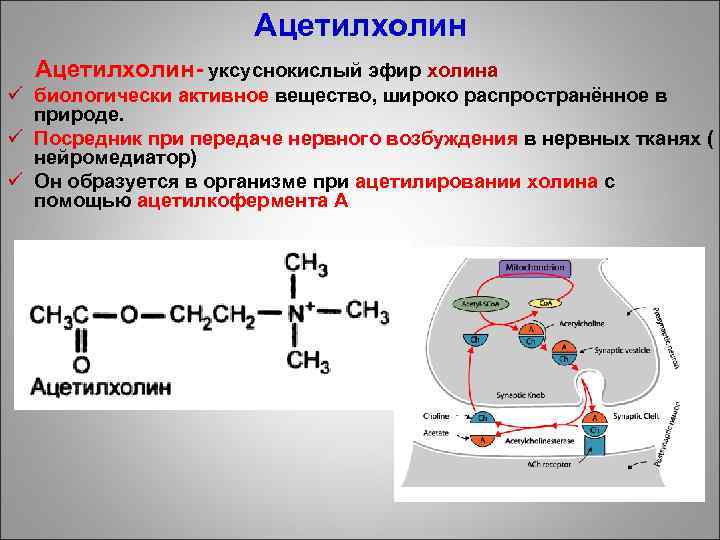 Ацетилхолин- уксуснокислый эфир холина ü биологически активное вещество, широко распространённое в природе. ü Посредник