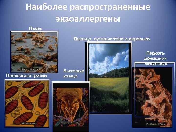 Наиболее распространенные экзоаллергены Пыльца луговых трав и деревьев Перхоть домашних животных Плесневые грибки Бытовые