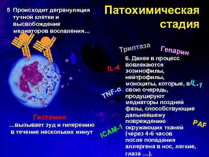 5. Происходит дегрануляция тучной клетки и высвобождение медиаторов воспаления… Патохимическая стадия иптаза Tр Гистамин