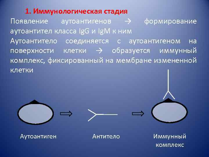 1. Иммунологическая стадия Появление аутоантигенов → формирование аутоантител класса Ig. G и Ig. M