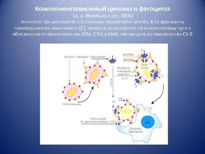 Комплементзависимый цитолиз и фагоцитоз (А. А. Воробьев и др. , 2006) Антитела прикрепляются к